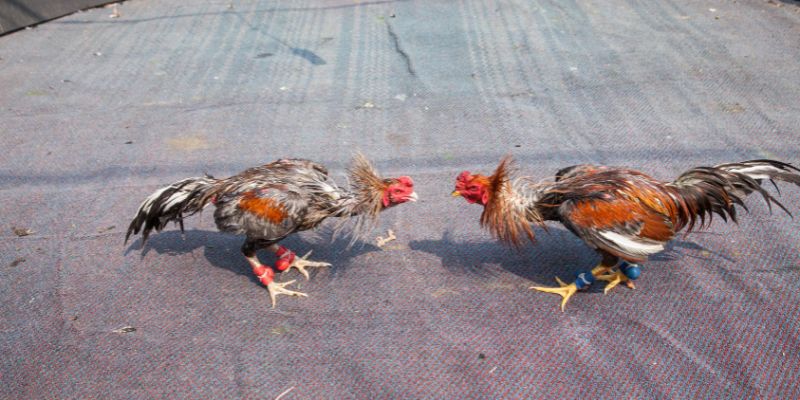 Cách Cá Cược Gà Chọi - Luật Chơi, Quy Tắc Đặt Cược Chuẩn 14 Chọn nhà cái uy tín để yên tâm đặt cược gà chọi