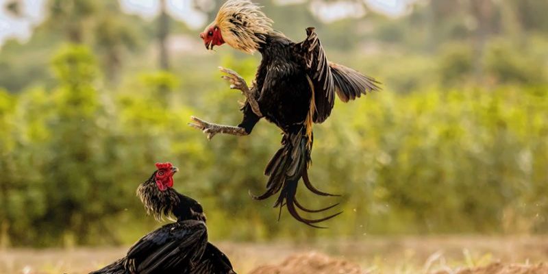 Đá Gà 88 Tại Shbet - Mãn Nhãn Với Những Trận Chiến Lừng Danh 2 Đá gà 88 tại Shbet mở ra cơ hội chinh phục nguồn lợi nhuận hấp dẫn