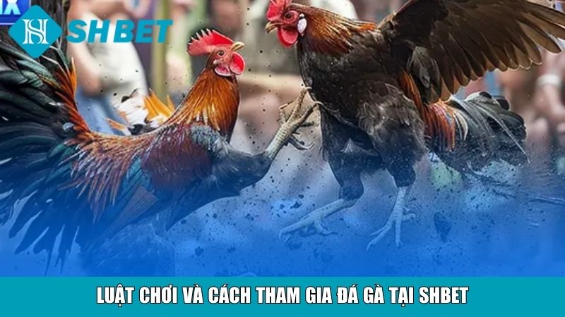 Đá Gà Cựa Sắt Tại SHBET – Sân Chơi Uy Tín, Hấp Dẫn 3 Luật chơi và cách tham gia đá gà tại SHBET